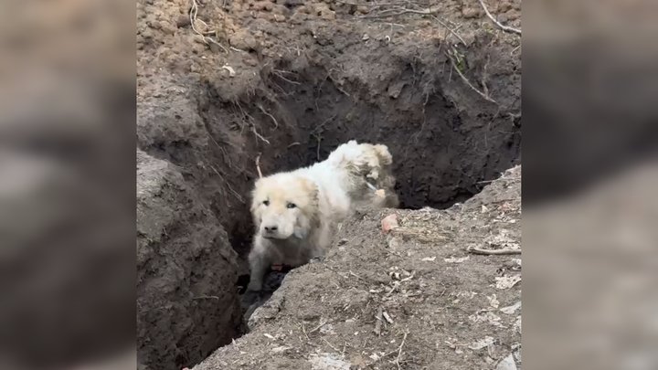 Господар поїхав — собака впав у яму: драматичне порятування на Донеччині