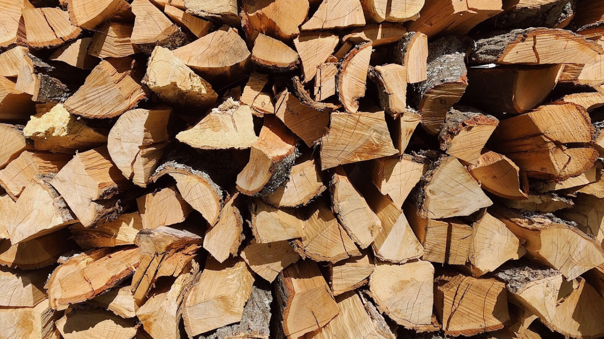 Які дрова можна збирати в лісі: що дозволено, а що карають штрафом