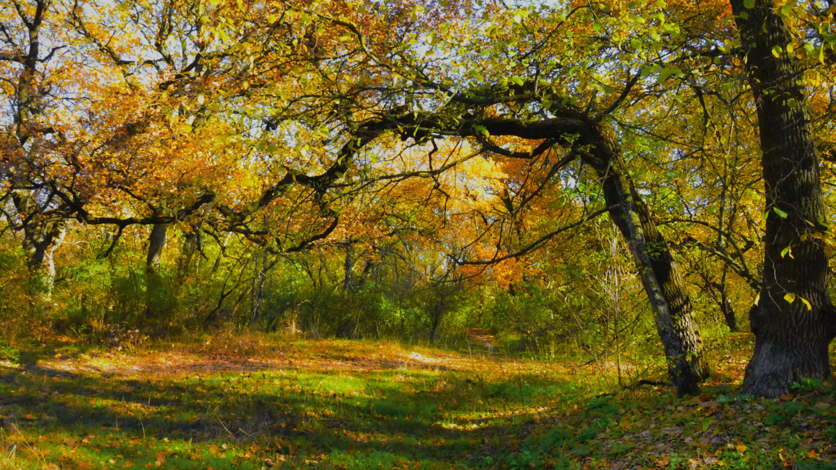 Головні нововведення листопада: відстрочки, субсидії та тарифи для українців
