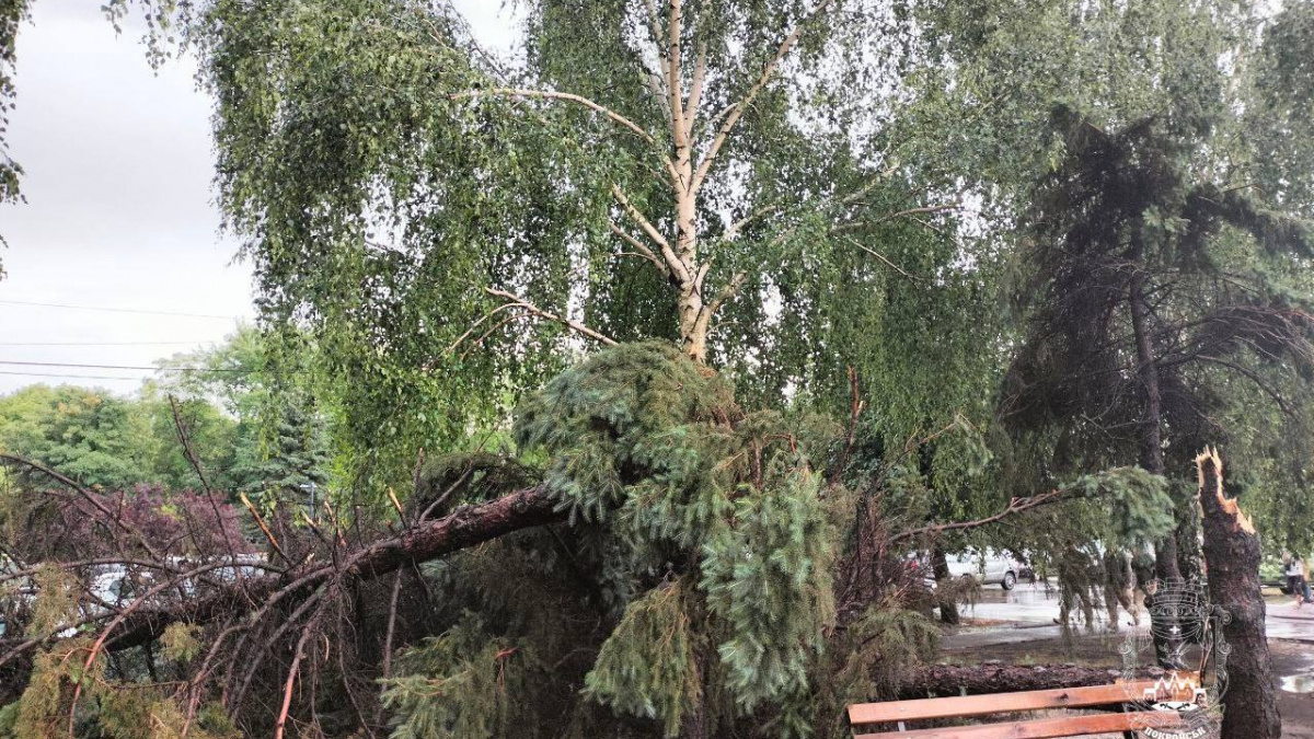 Негода у Покровську: повалені дерева, пошкоджені дахи та електромережі