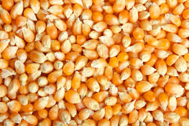 Аграріям з прифронтових громад безкоштовно дають насіння кукурудзи: як отримати