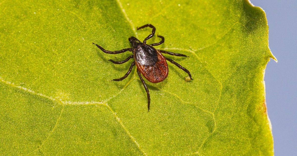 Укус кліща: що робити одразу, щоб уникнути небезпечних наслідків