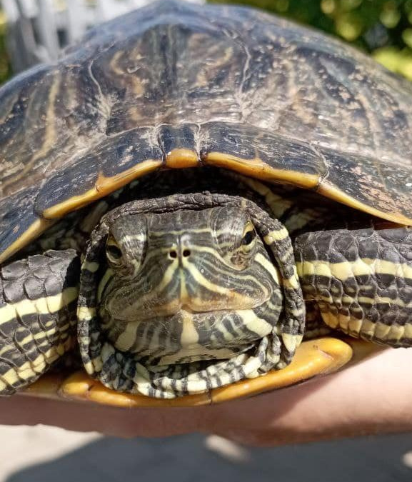 У прифронтовому Покровську завелися черепахи: як і де їх знайшли 