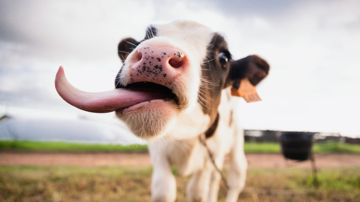 Як війна знищила тваринництво Донеччини: корів залишилося менше ніж 3 тисячі