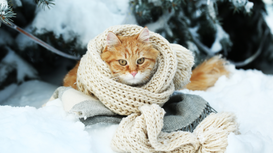 Прогноз погоди в Україні на 21–22 лютого: чи очікується потепління у вихідні