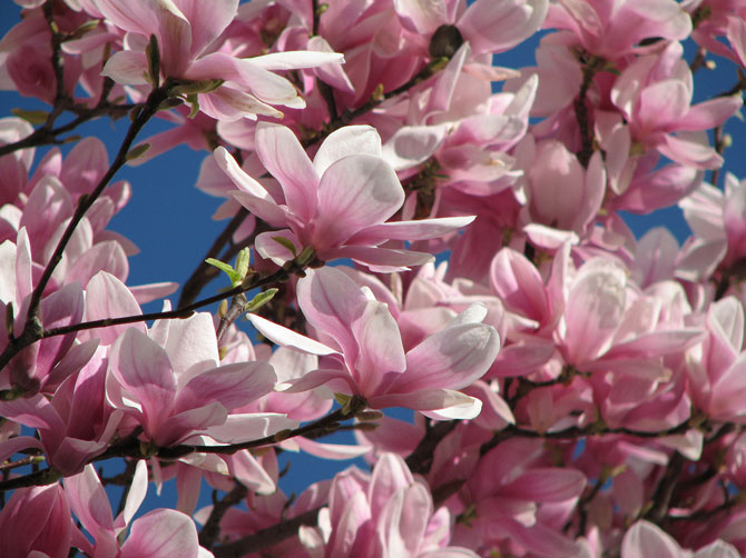 Прогноз погоди в Україні на 20–26 квітня: де протягом тижня  очікується похолодання