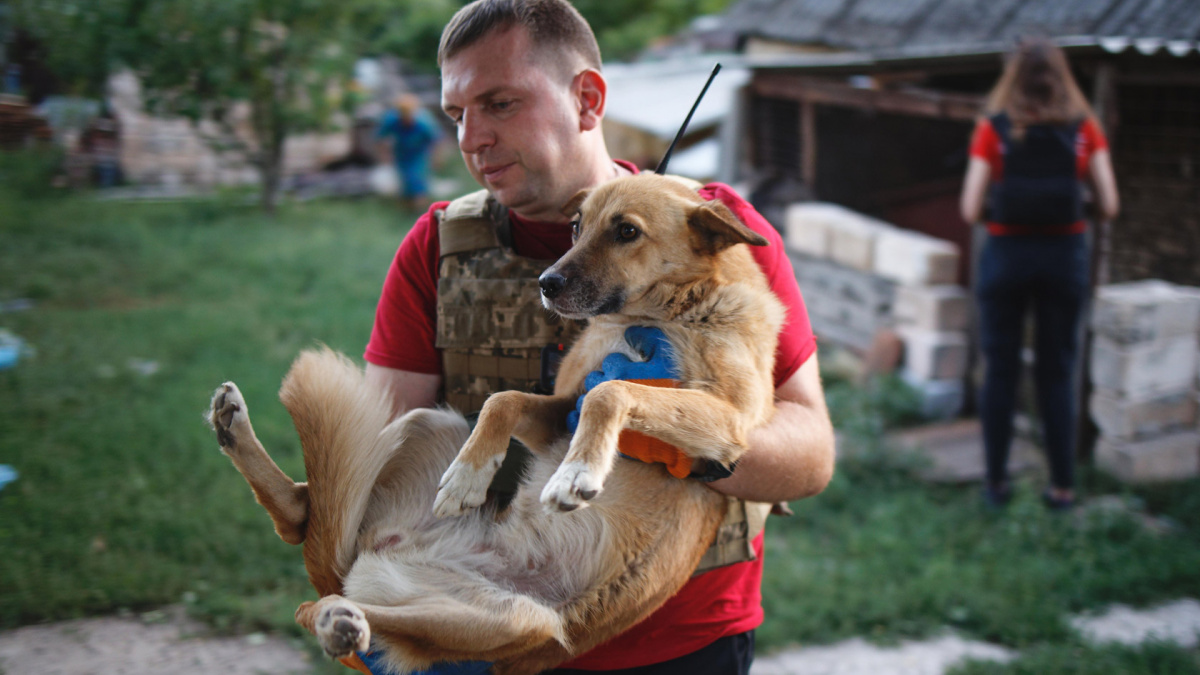 UAnimals та BlaBlaCar запускають проєкт підтримки евакуації тварин з прифронтових територій