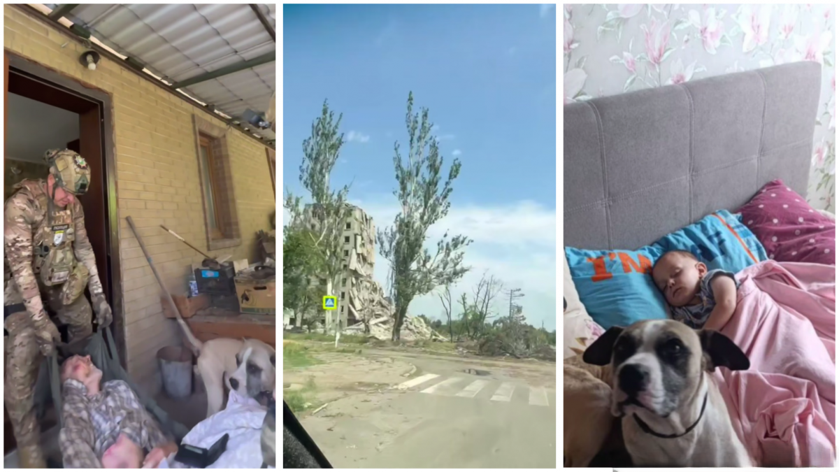У Покровську пес два тижні не відходив від хворого господаря, який пережив інсульт: історія 