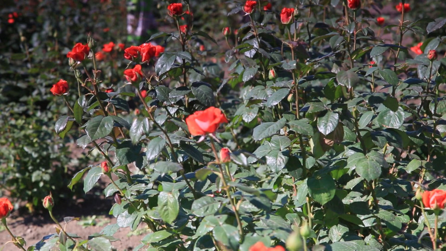Покровськ у квітах: троянди розквітають завдяки місцевим озеленювачам