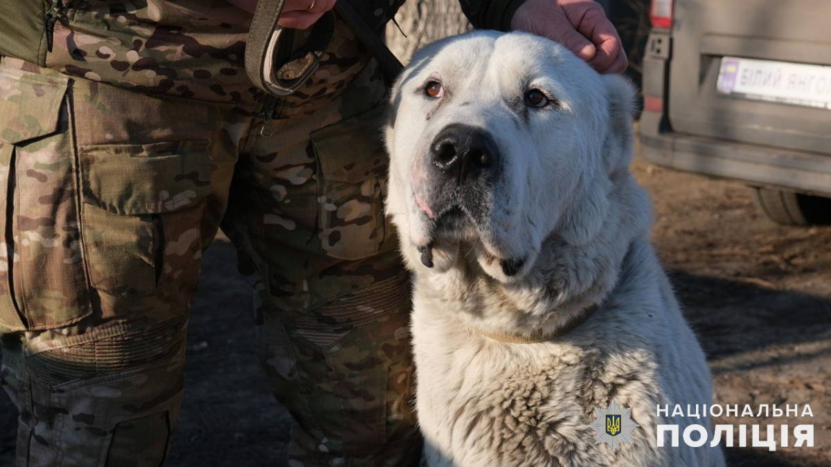 У Покровську поліцейські врятували покинутого алабая: як знайшли нових господарів