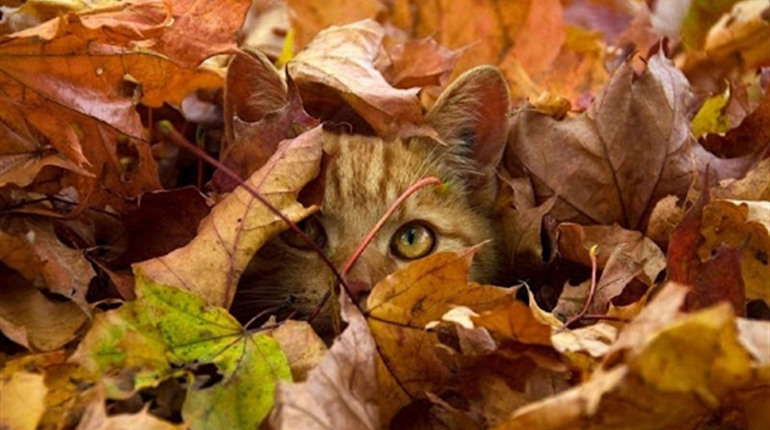 Останні вихідні осені 2025: якою буде погода 29 – 30 листопада