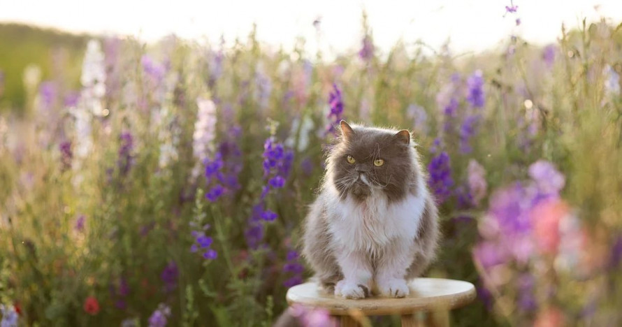Прогноз погоди в Україні на вихідні: 5–6 вересня