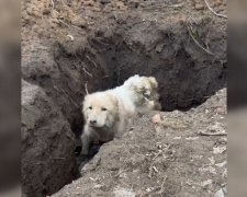 Господар поїхав — собака впав у яму: драматичне порятування на Донеччині