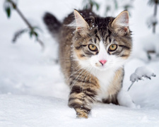 Справжня зима: якою буде погода в Україні 29 грудня – 4 січня