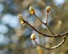 Чи буде дощ на Великдень і що чекати від погоди найближчі дні: прогноз синоптиків