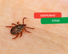 Профілактика укусів кліщів: практичні рекомендації