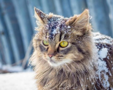 Як вижити в холодній квартирі без опалення, води та електрики: поради