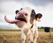 Як війна знищила тваринництво Донеччини: корів залишилося менше ніж 3 тисячі