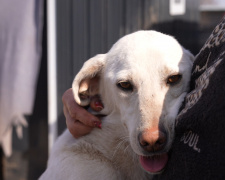 Волонтерка з Добропілля вивезла сотні тварин і створила притулок в евакуації