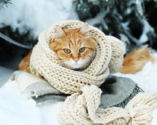 Прогноз погоди в Україні на 21–22 лютого: чи очікується потепління у вихідні