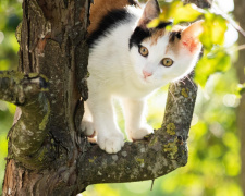 Погода в Україні 11–12 квітня: чого очікувати на Великодні вихідні