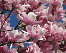 Прогноз погоди в Україні на 20–26 квітня: де протягом тижня  очікується похолодання