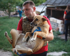 UAnimals та BlaBlaCar запускають проєкт підтримки евакуації тварин з прифронтових територій