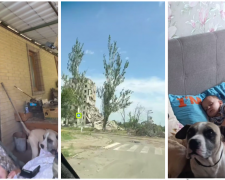 У Покровську пес два тижні не відходив від хворого господаря, який пережив інсульт: історія 