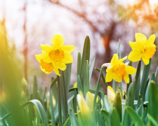 Останні вихідні місяця: якою буде погода 28 – 29 березня