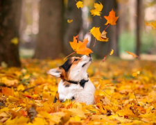 Прогноз погоди на останній тиждень осені 2025: чи збережеться тепло 24 – 30 листопада