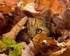 Останні вихідні осені 2025: якою буде погода 29 – 30 листопада