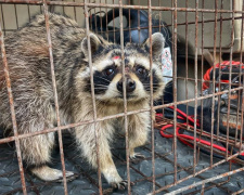 «Вона досі боїться людей»: як евакуйована з Добропілля єнотиха Дашка адаптується на екофермі Дніпропетровщини