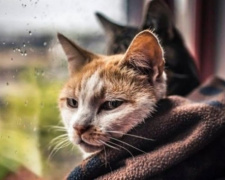 Як зігрітися вдома під час блекауту: корисні поради