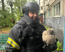 У Покровську надзвичайники врятували совенят: як саме