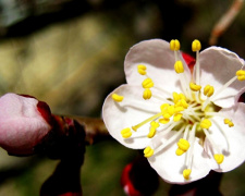 Останній тиждень календарної зими: якою буде погода 23 лютого – 1 березня