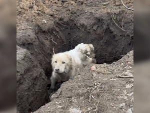 Господар поїхав — собака впав у яму: драматичне порятування на Донеччині