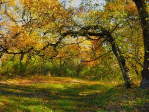 Головні нововведення листопада: відстрочки, субсидії та тарифи для українців