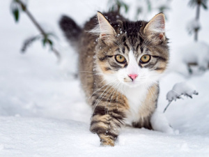 Справжня зима: якою буде погода в Україні 29 грудня – 4 січня