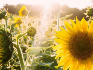 Погода в Україні 4-5 квітня: в яких регіонах очікуються дощі