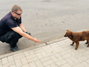 Організація «ЗооКонтроль» відновила стерилізацію безпритульних собак у Покровську