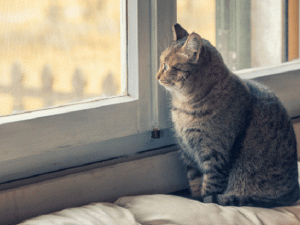 Чи очікується холод у вихідні: прогноз погоди на 15 – 16 листопада 