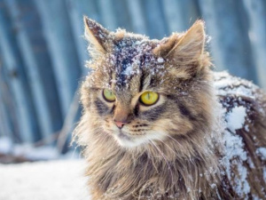 Як вижити в холодній квартирі без опалення, води та електрики: поради