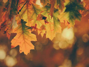 Прогноз погоди в Україні на вихідні: 4 – 5 жовтня