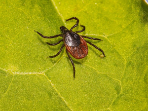 Укус кліща: що робити одразу, щоб уникнути небезпечних наслідків