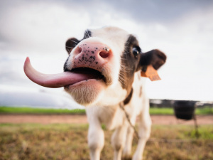 Як війна знищила тваринництво Донеччини: корів залишилося менше ніж 3 тисячі