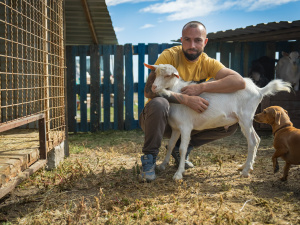 11 козлів з Донеччини евакуювали до притулку на Дніпропетровщині