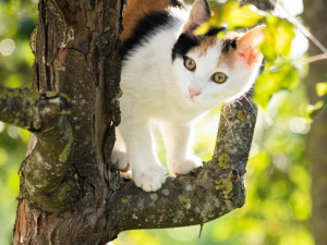 Погода в Україні 11–12 квітня: чого очікувати на Великодні вихідні