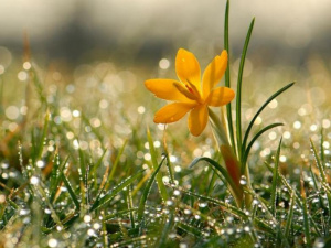 Справжня весна: прогноз погоди в Україні 9 – 15 березня