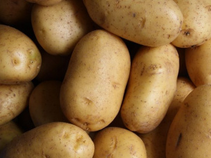Стара картопля дорожчає: яка причина і вартість