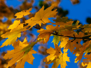 Прогноз погоди в Україні на вихідні 11-12 жовтня: чи потеплішає